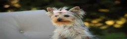 Yorkshire Terrier dogs for sale: Lucy - Ad 3