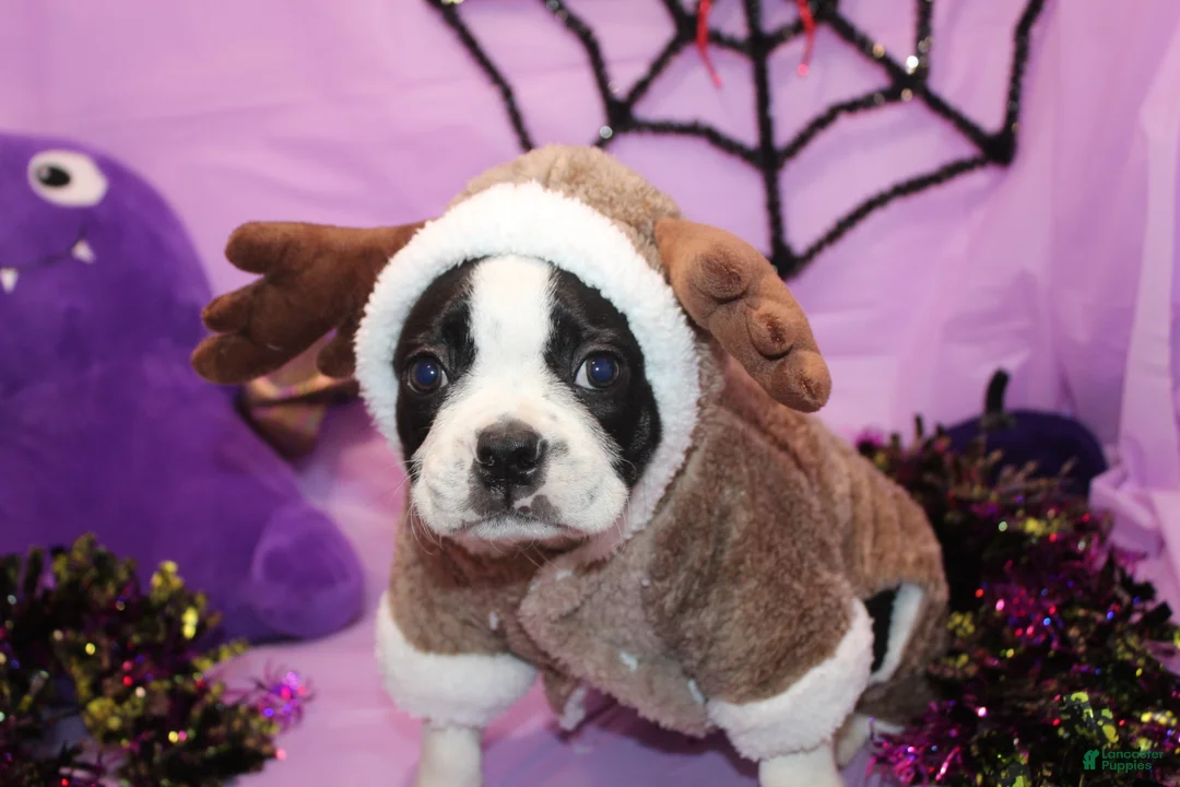 Boston Terrier dogs for sale: Nash A Gentle Soul with Eyes That Melt Hearts - Ad 1