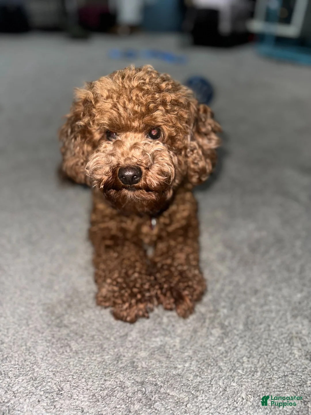 Mixed Breed dogs for sale: Mixed Breed 3 - Ad 2
