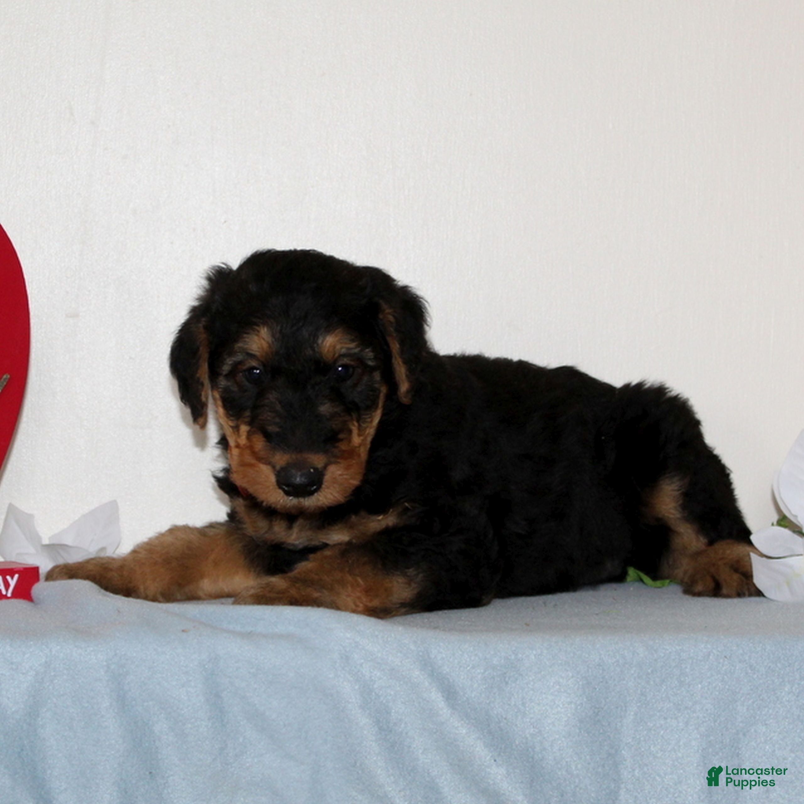 Airedale Terrier dogs Skippy  - Ad 2