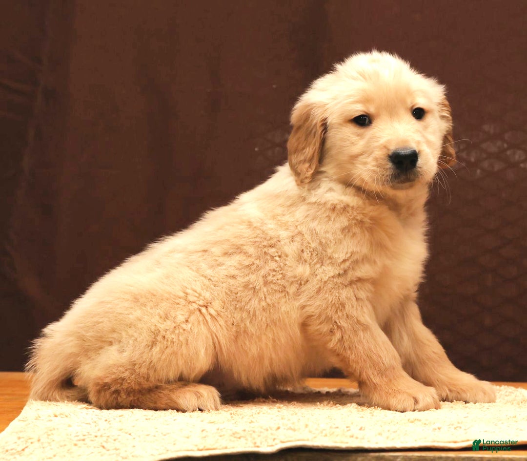 Golden Retriever dogs for sale: Boomer - Ad 8