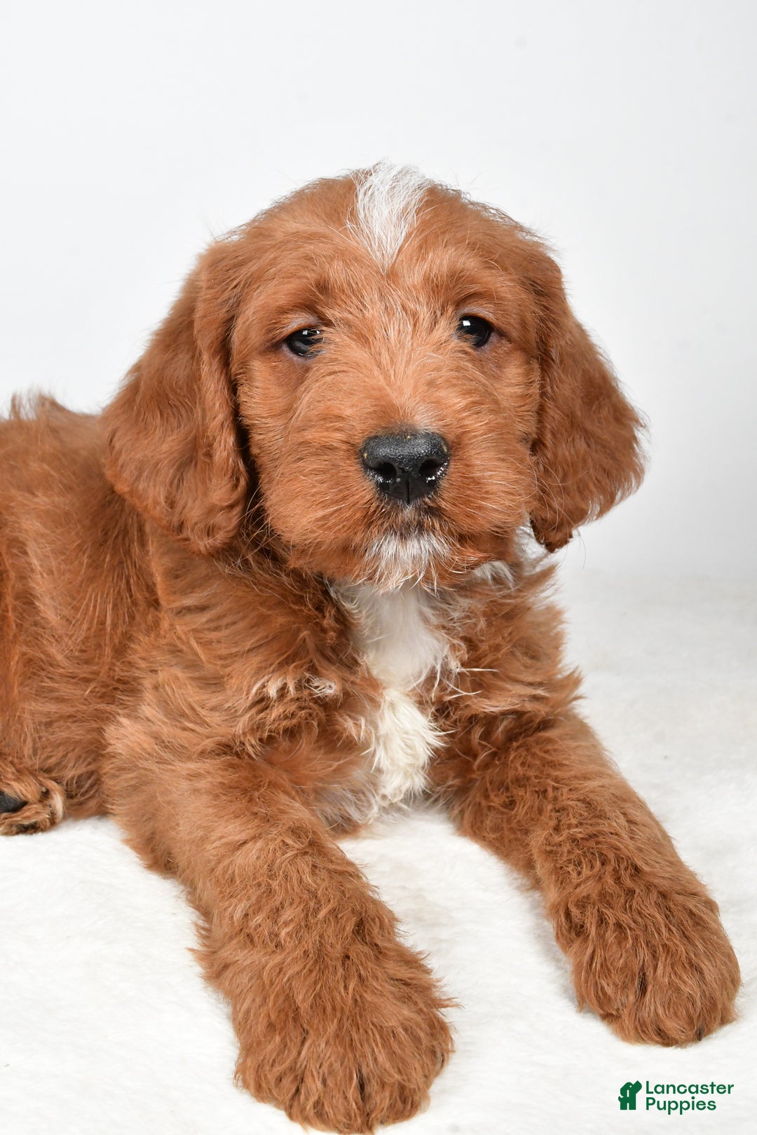 Labradoodle dogs for sale: Nacho - Ad 5