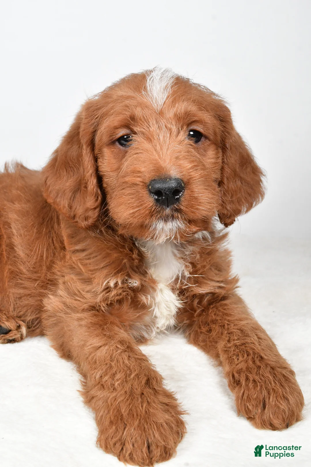 Labradoodle dogs for sale: Nacho - Ad 5
