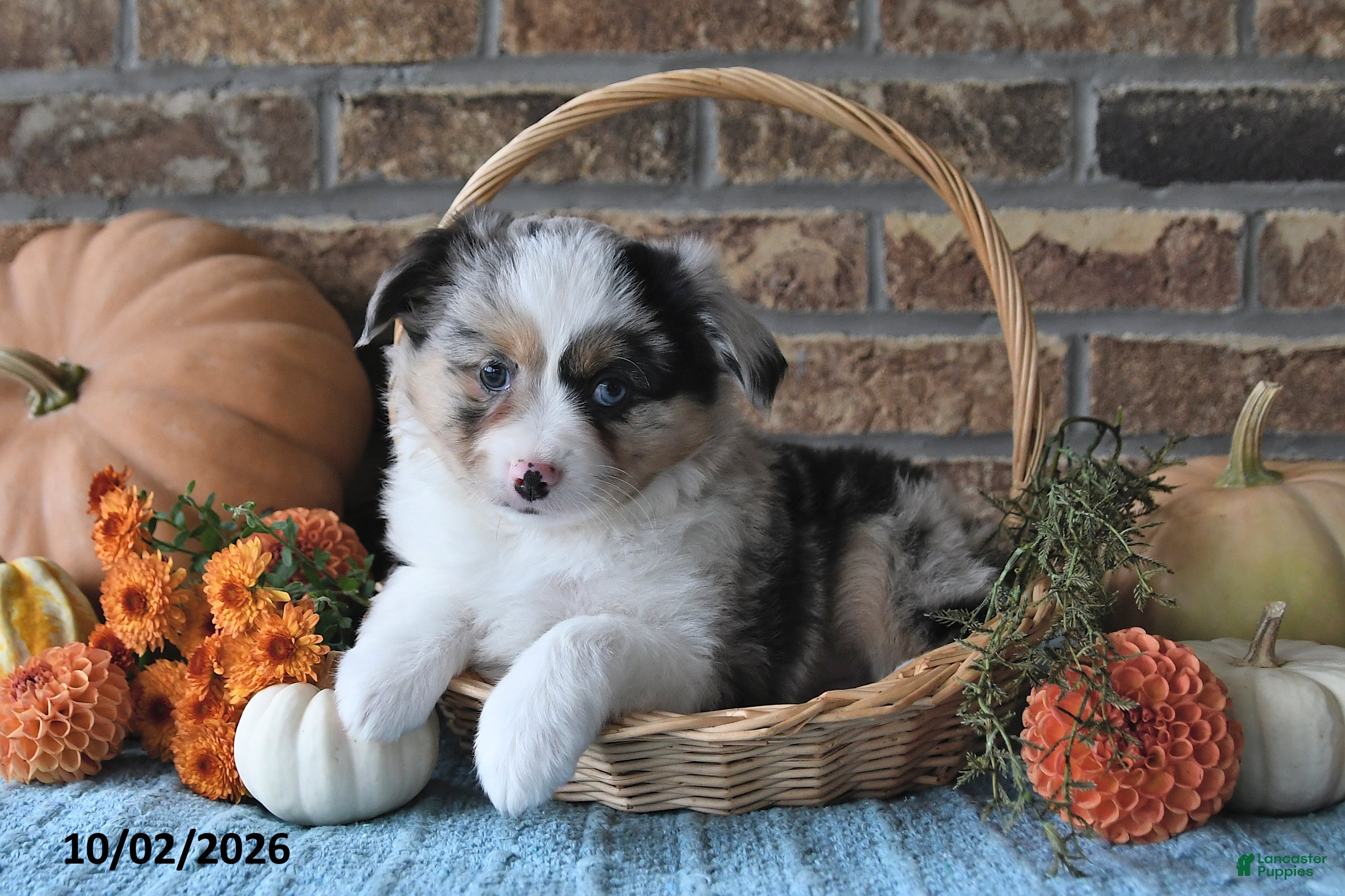 Hallie (Australian(American)Shepherd Miniature, Female) in Fresno, OH