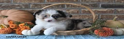 Miniature Australian Shepherd dogs for sale: Hallie - Ad 1