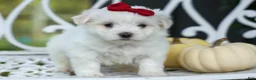 Maltese dogs for sale: MURPHY - Ad 4