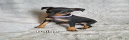 Miniature Pinscher dogs for sale: Paige  - Ad 5