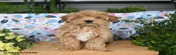 Maltipoo dogs for sale: Janie - Ad 4
