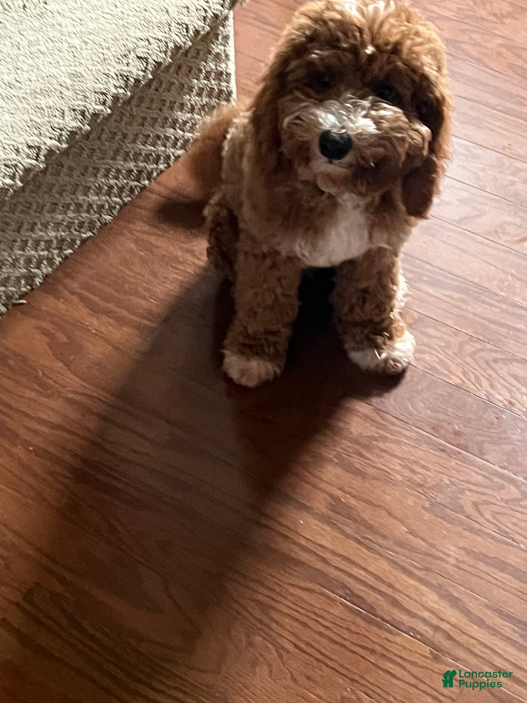 Gallery Image {{count}}