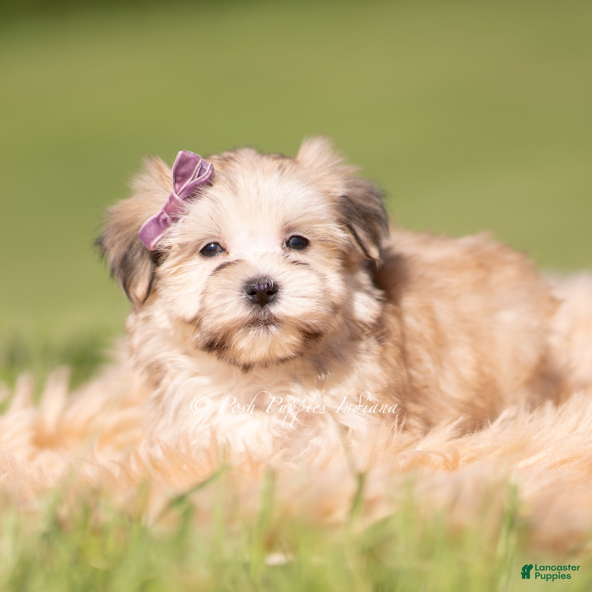 Morkie dogs Eloise F1 - Ad 1