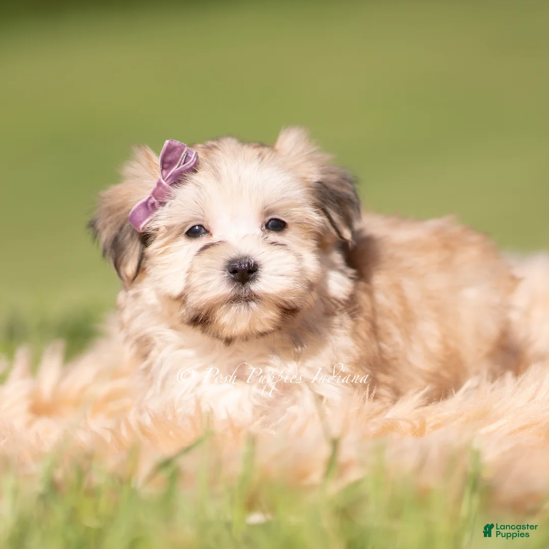 Morkie dogs for sale: Eloise F1 - Ad 1