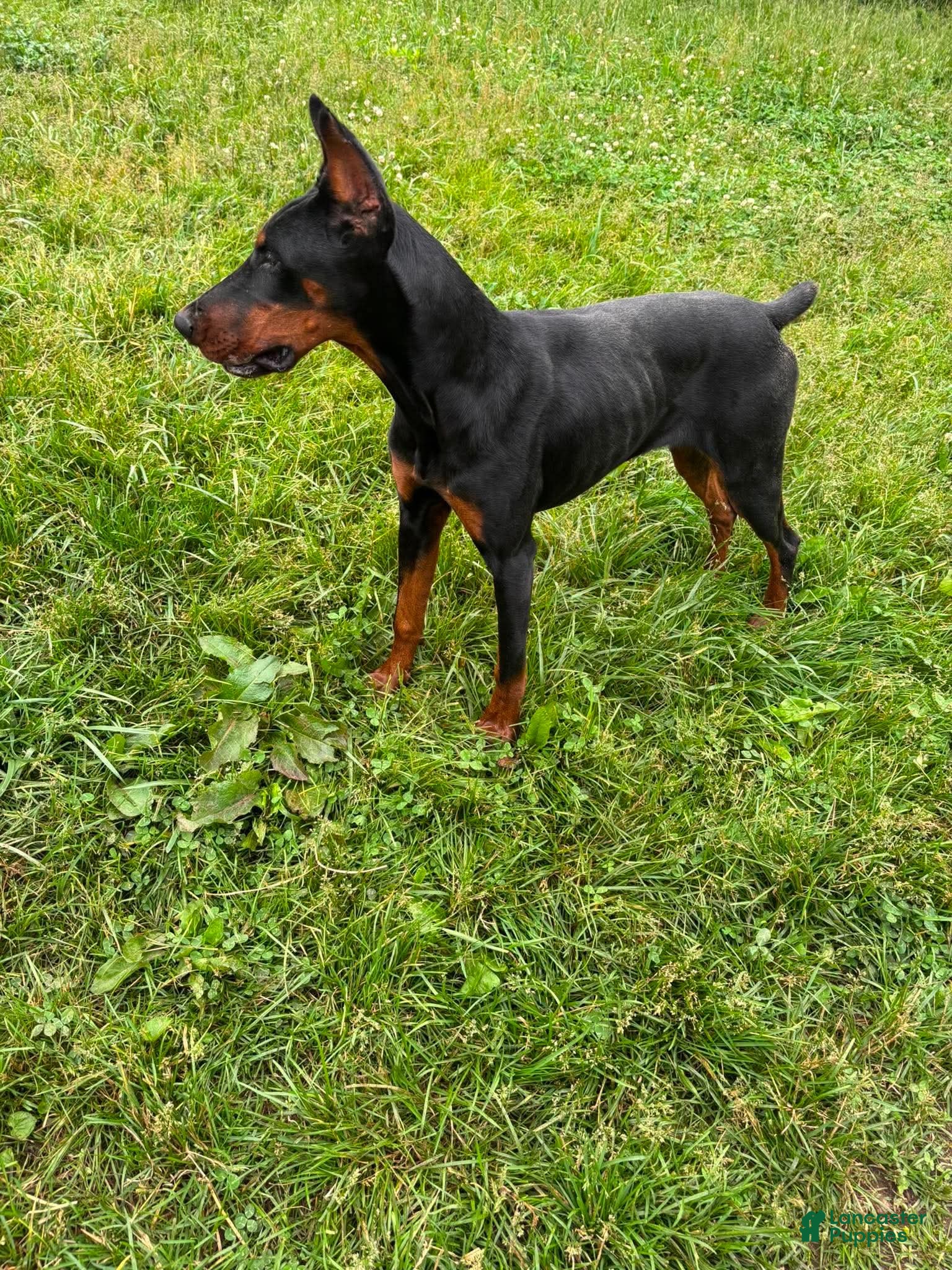 Doberman Pinscher dogs for sale: Rushka akc - Ad 7