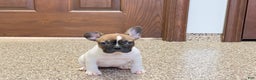 French Bulldog dogs for sale: French Bulldog Puppy 3 - Ad 6