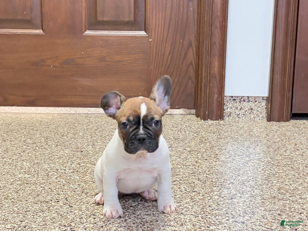 French Bulldog dogs for sale: French Bulldog Puppy 3 - Ad 6