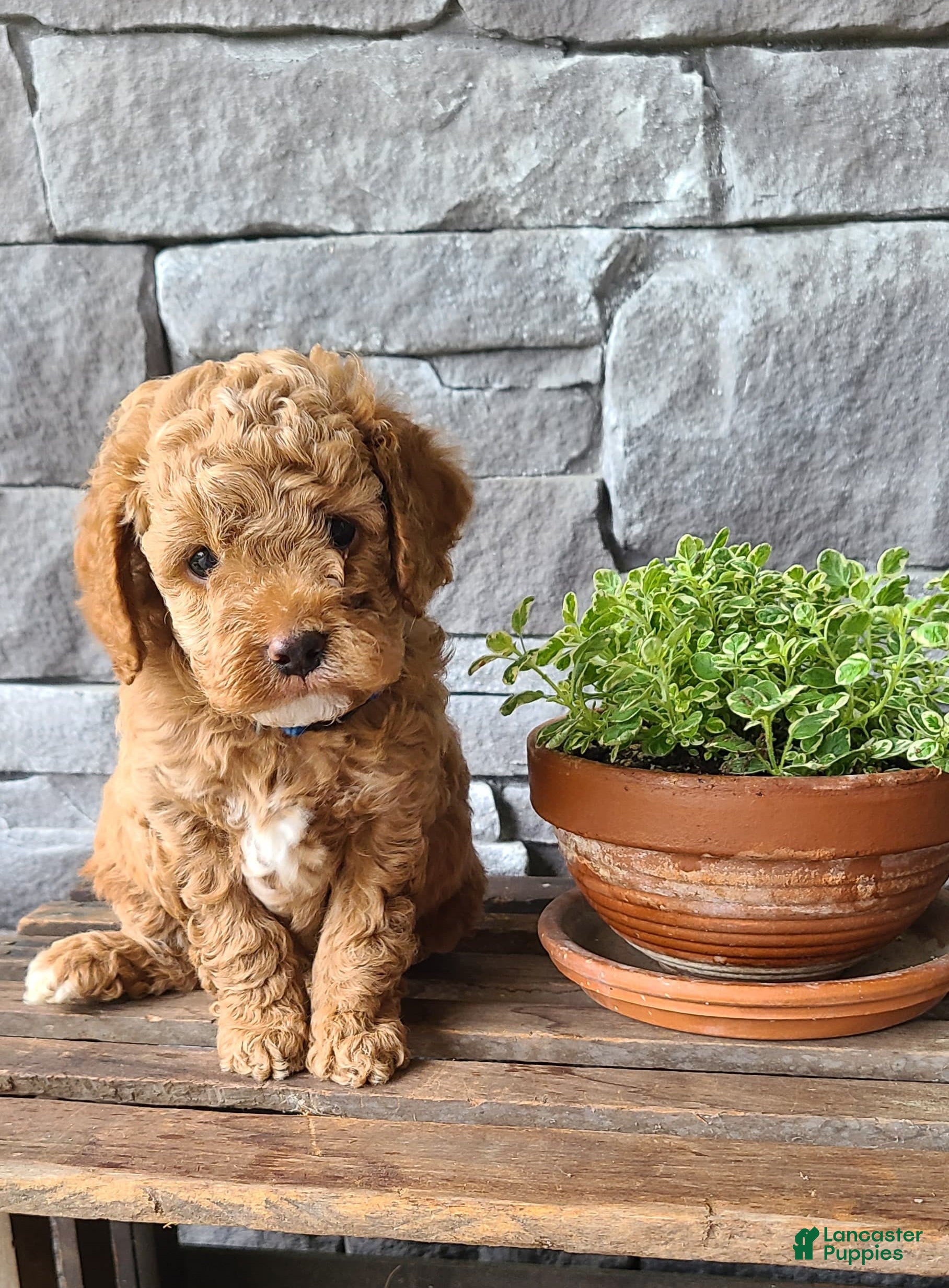 Cockapoo dogs for sale: Lexi - Ad 8