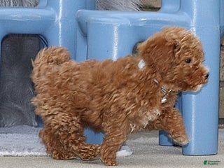 Havapoo dogs Ernie 💙 - Ad 7