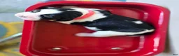 English Springer Spaniel dogs for sale: Skye - Ad 4