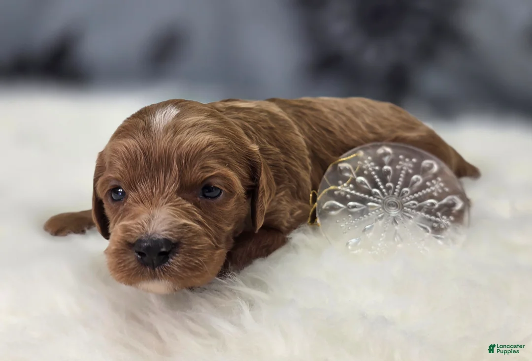 Cavapoo dogs for sale: Iceberg - Ad 5