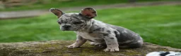 French Bulldog dogs for sale: Archie Beautiful Merle  Pup💙🐾 - Ad 12