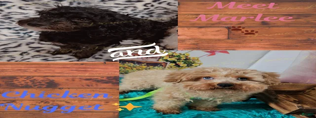 Marlee (top left)