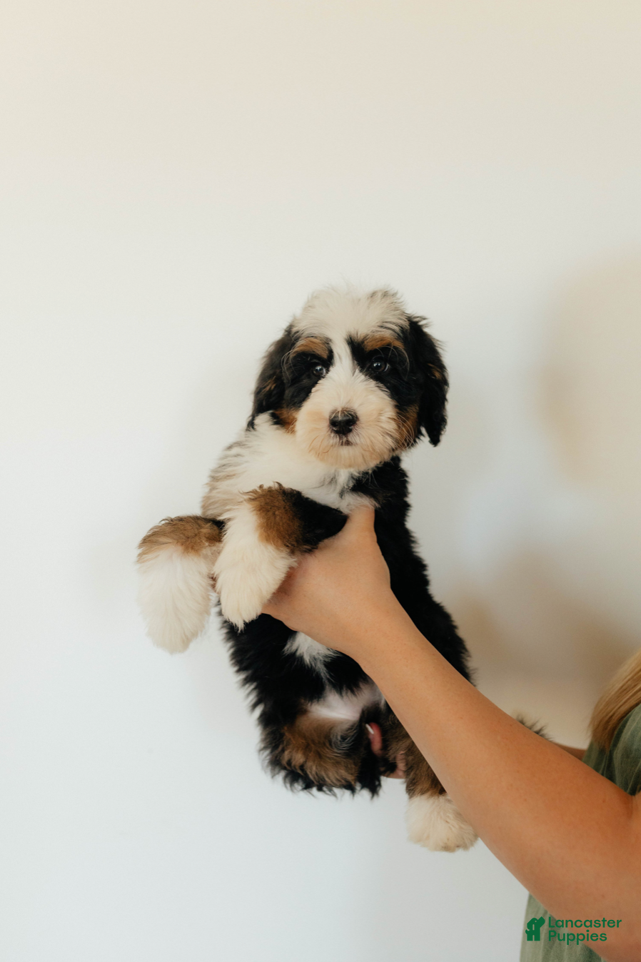 Bernedoodle dogs Medium Sized Female Bernedoodle - Demeter - Ad 1
