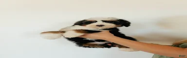 Medium Sized Female Bernedoodle - Demeter