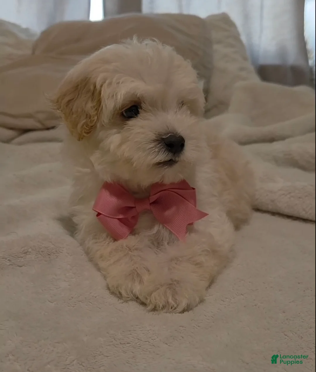 Maltipoo dogs for sale: Tiny - Ad 1