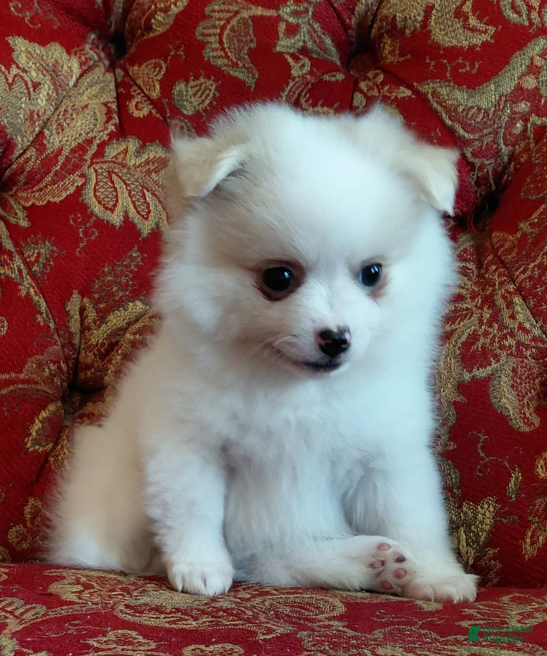 Mixed Breed dogs for sale: Cody - Ad 1