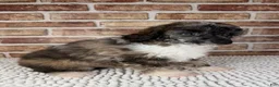 Toy Poodle dogs for sale: AKC Wilder - Ad 4