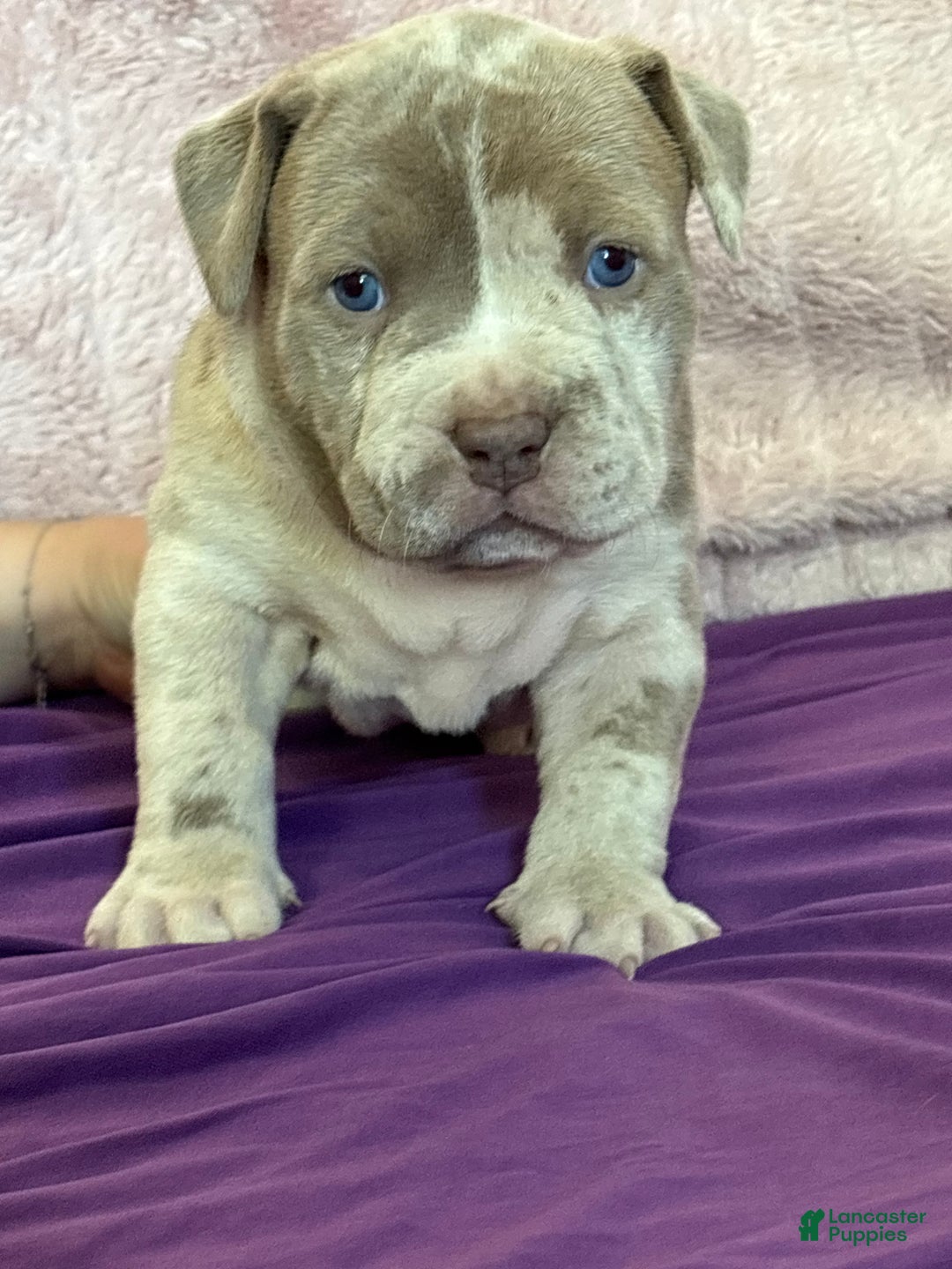 American Bully dogs for sale: BELIZE The XL Bully - Ad 4