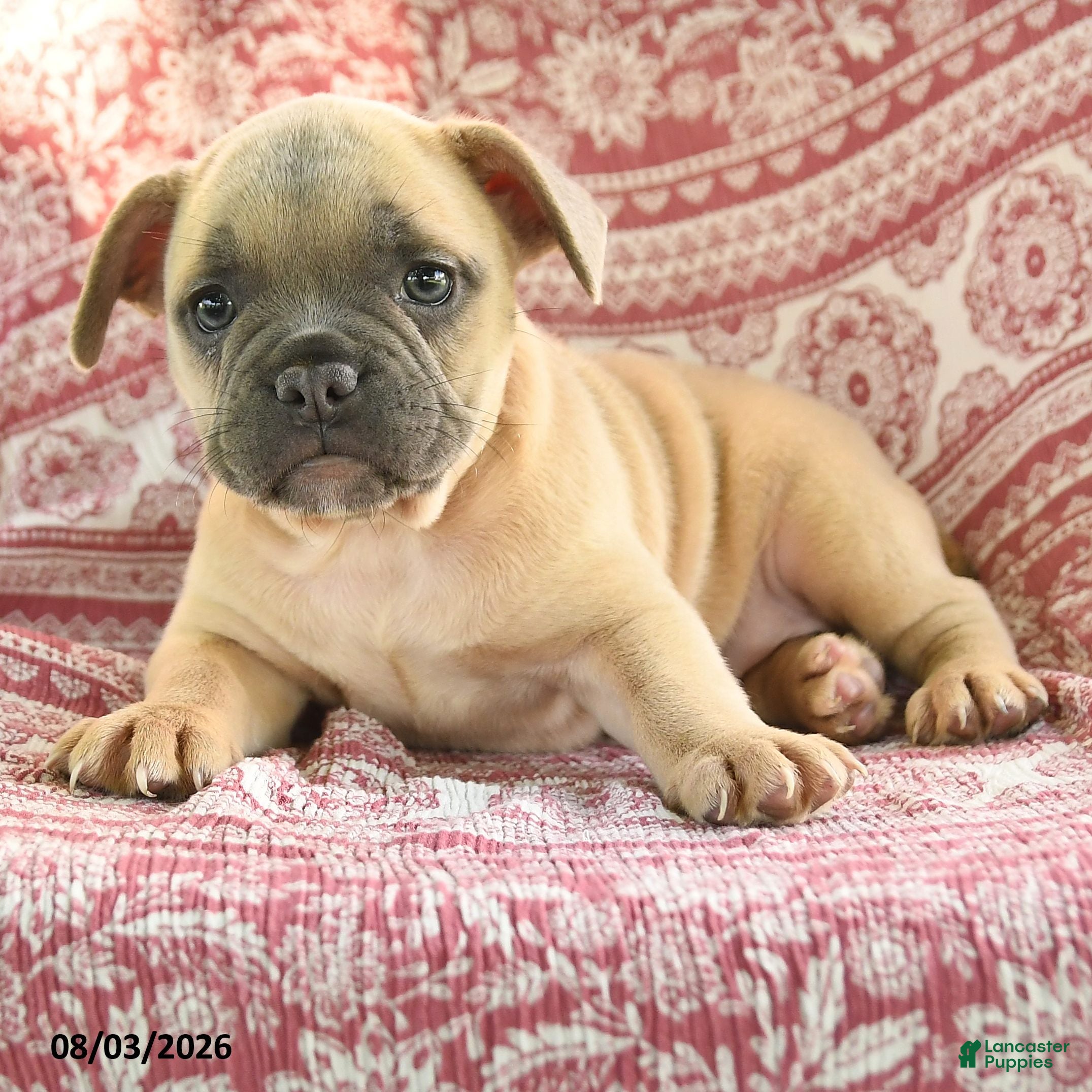 French Bulldog dogs Martha - Ad 2