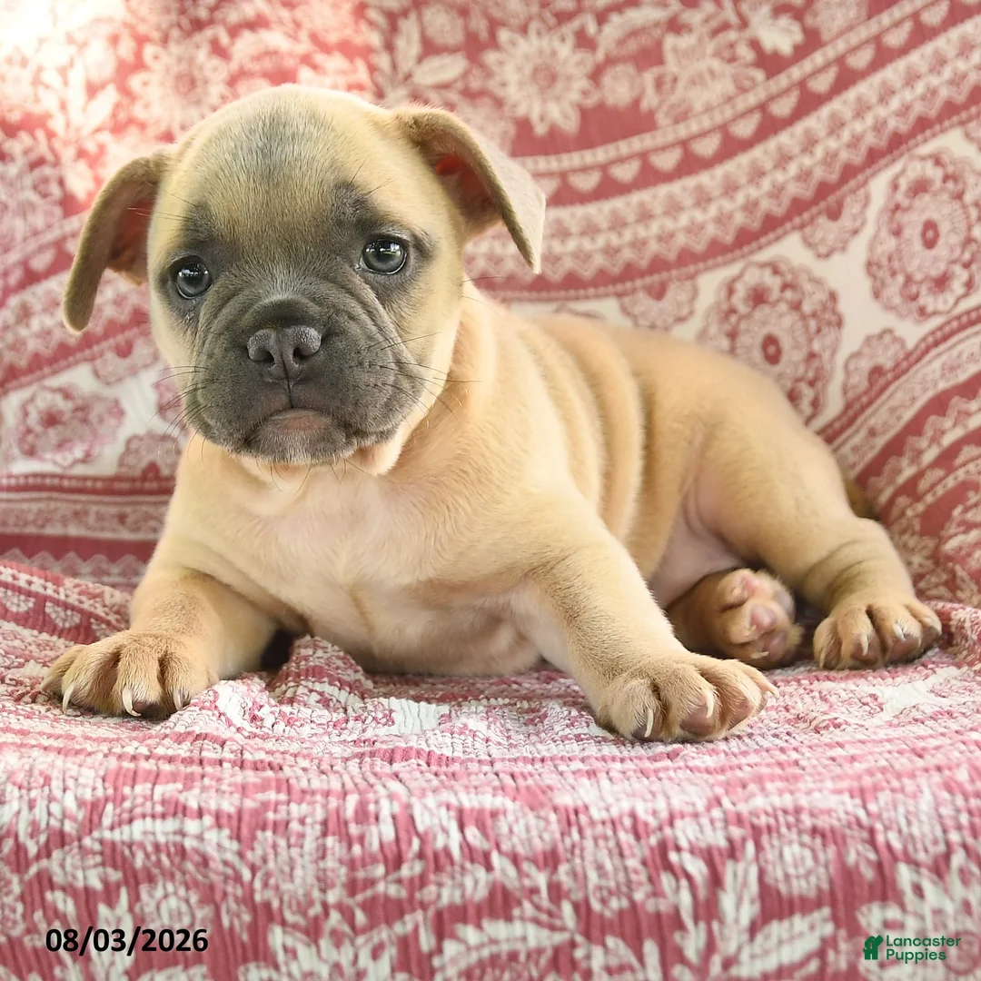 French Bulldog dogs for sale: Martha - Ad 2