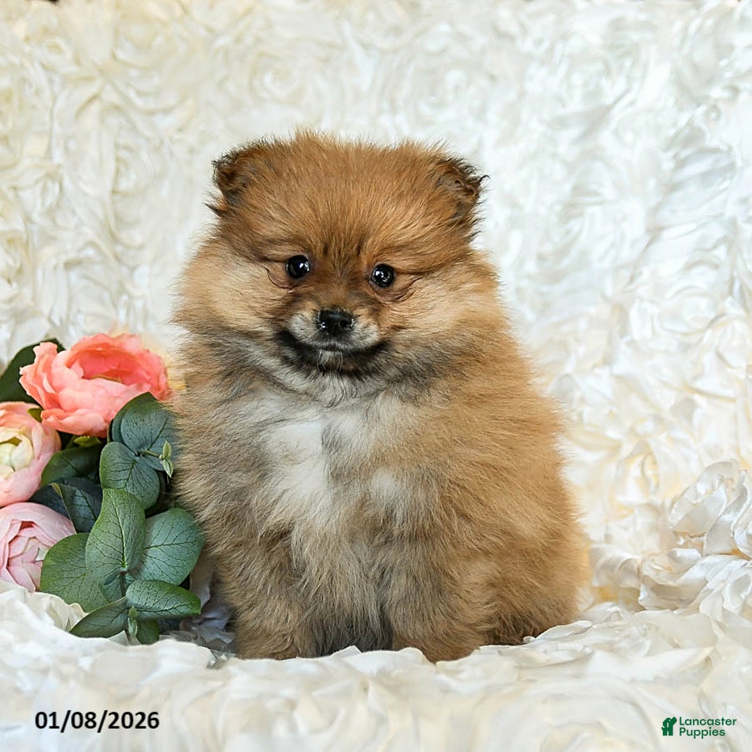 Pomeranian dogs for sale: Reggie - Ad 3