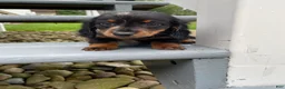Miniature Dachshund dogs for sale: Luna - Ad 10