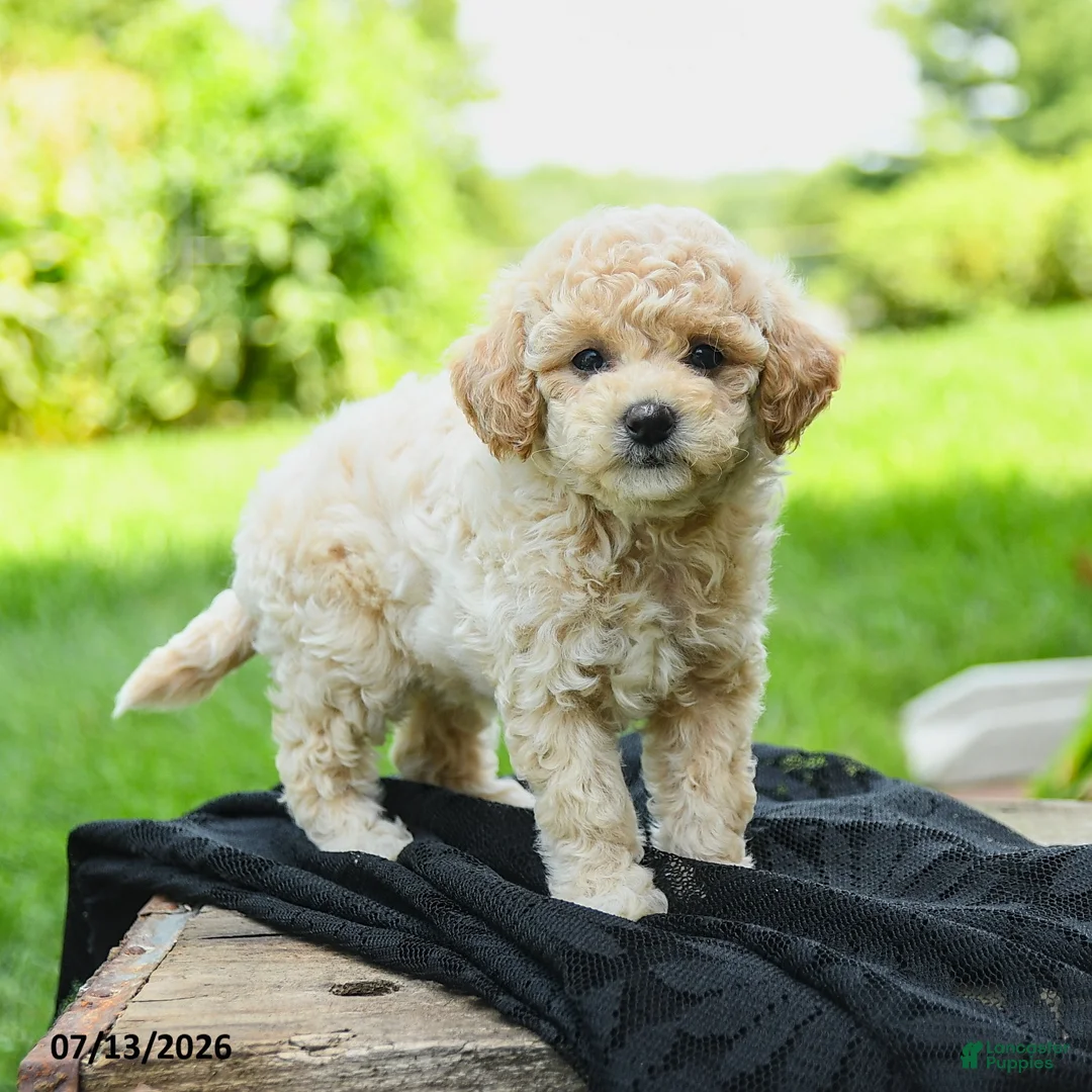 Bichpoo dogs for sale: Heather - Ad 1