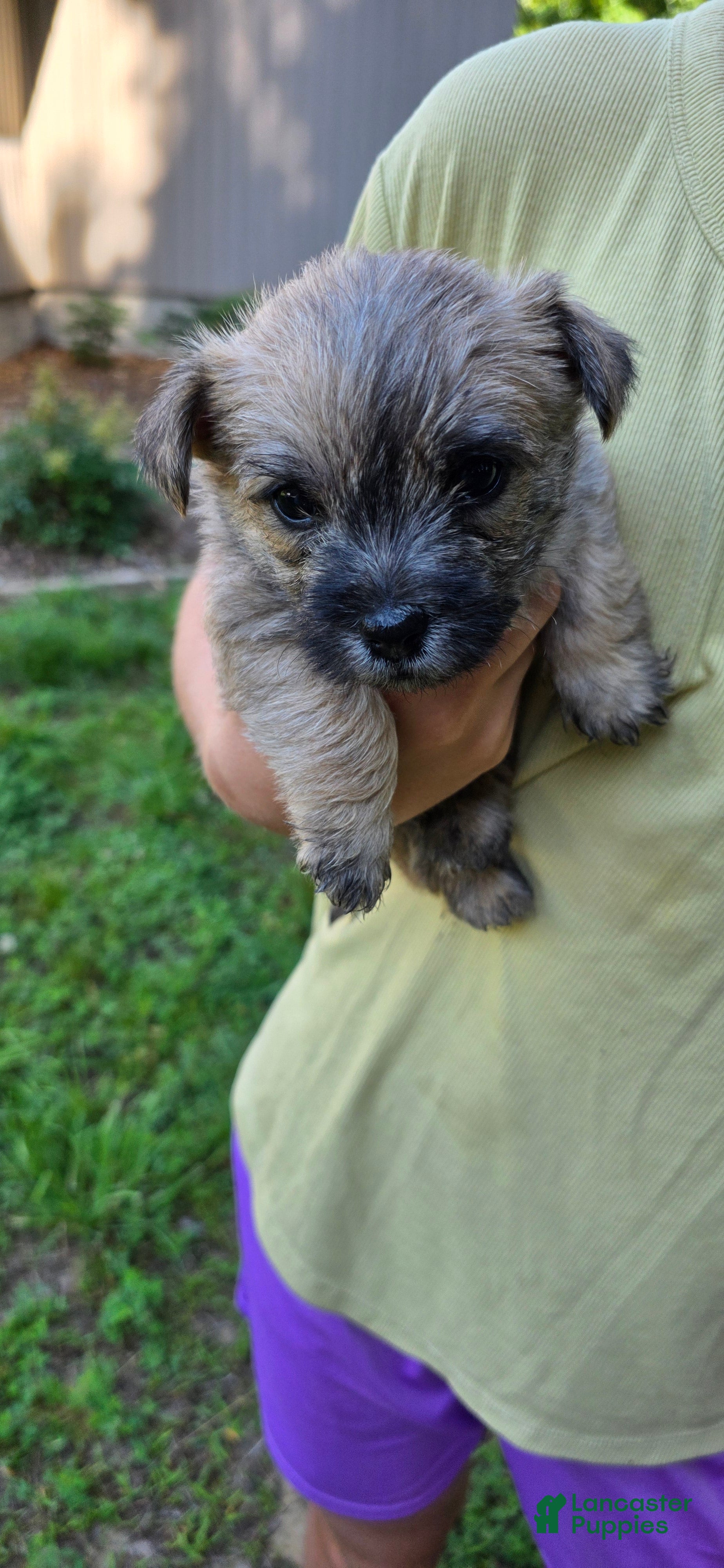 Cairn Terrier dogs Light Sky  - Ad 2