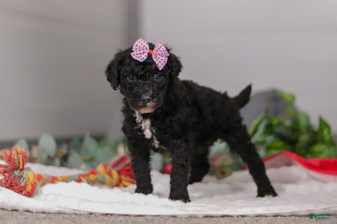 Standard Poodle dogs for sale: Avery - Ad 1