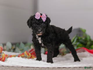 Standard Poodle dogs Avery - Ad 14