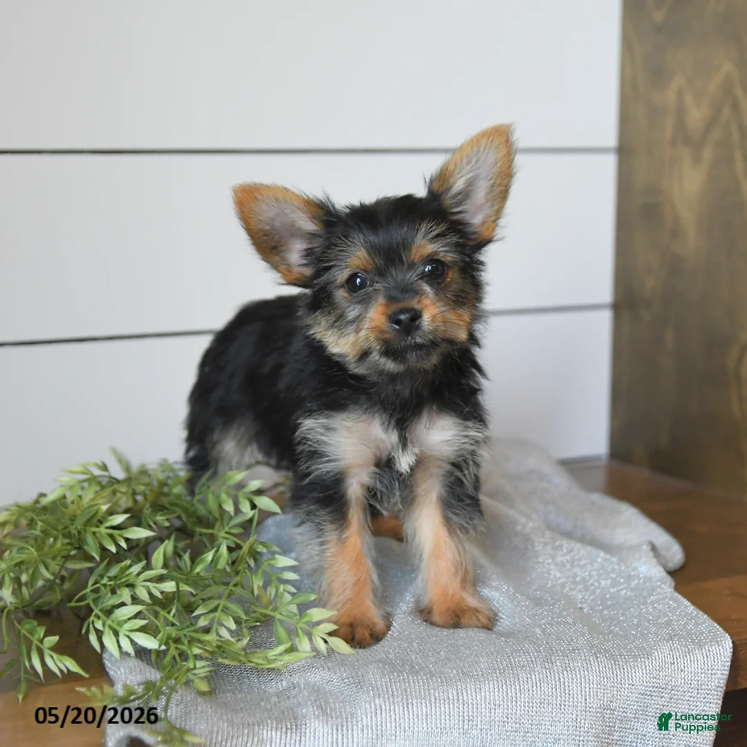Yorkshire Terrier dogs for sale: Felix - Ad 2