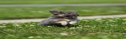 Chihuahua dogs for sale: Waylon Chihuahua Puppy  - Ad 22