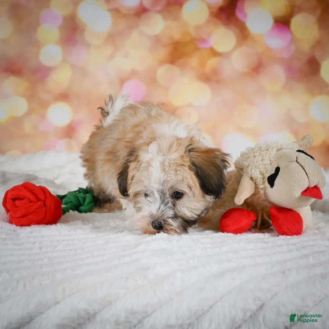 Havanese dogs for sale: Hank - Ad 2