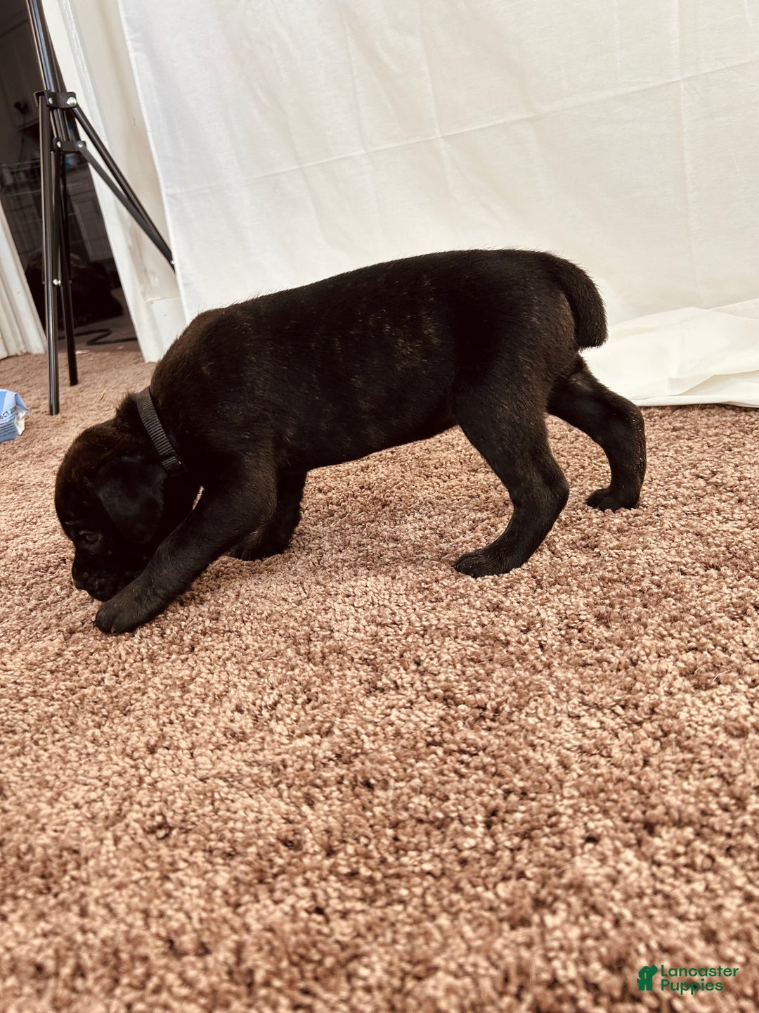 Cane Corso dogs for sale: Athena  - Ad 1
