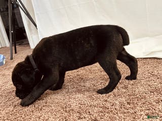 Cane Corso dogs Athena - Ad 25