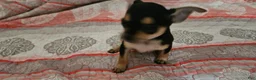 Chihuahua dogs for sale: Barry - Ad 4