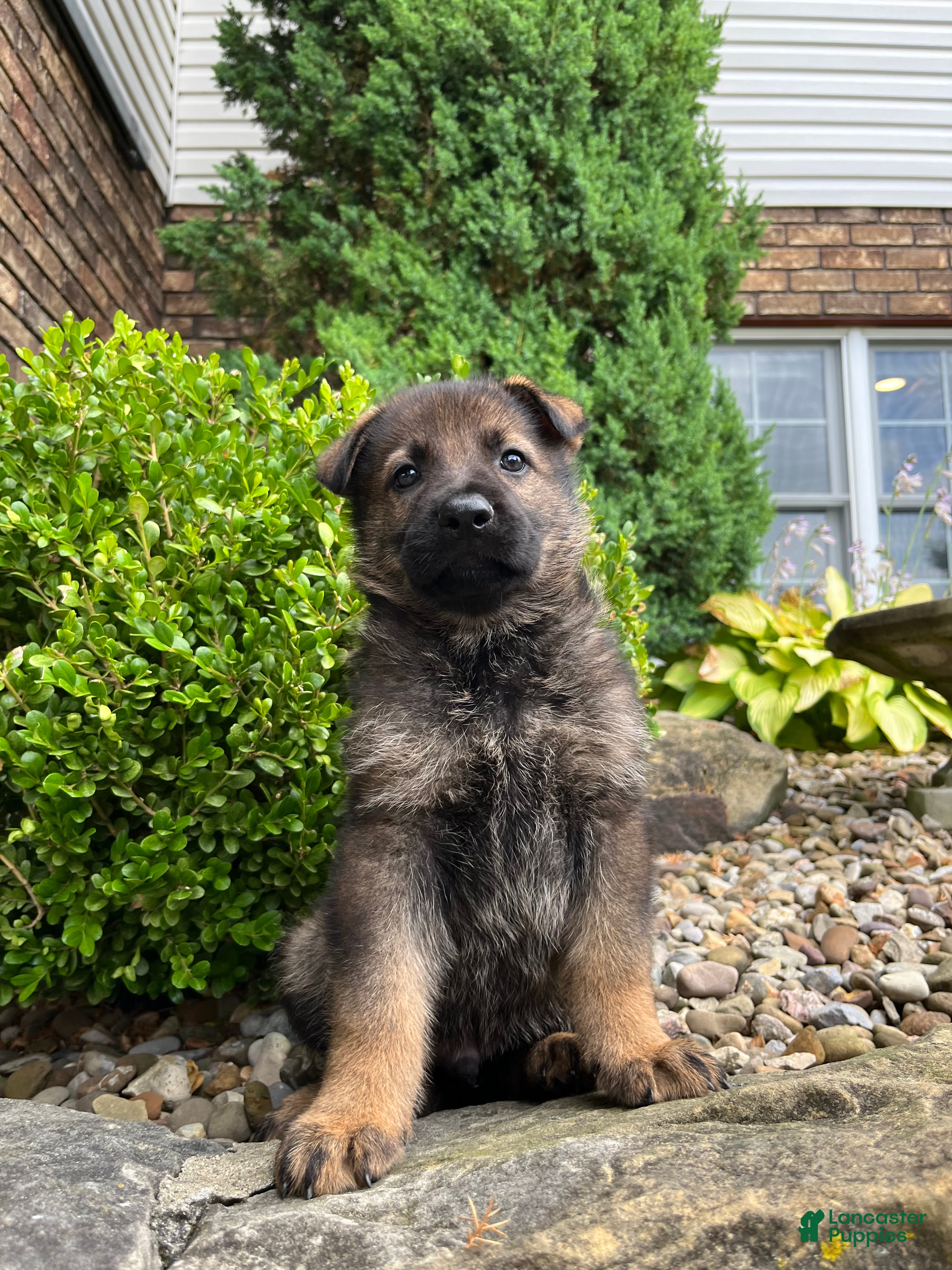 German Shepherd dogs Western - Ad 2