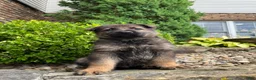 German Shepherd dogs for sale: Western - Ad 2