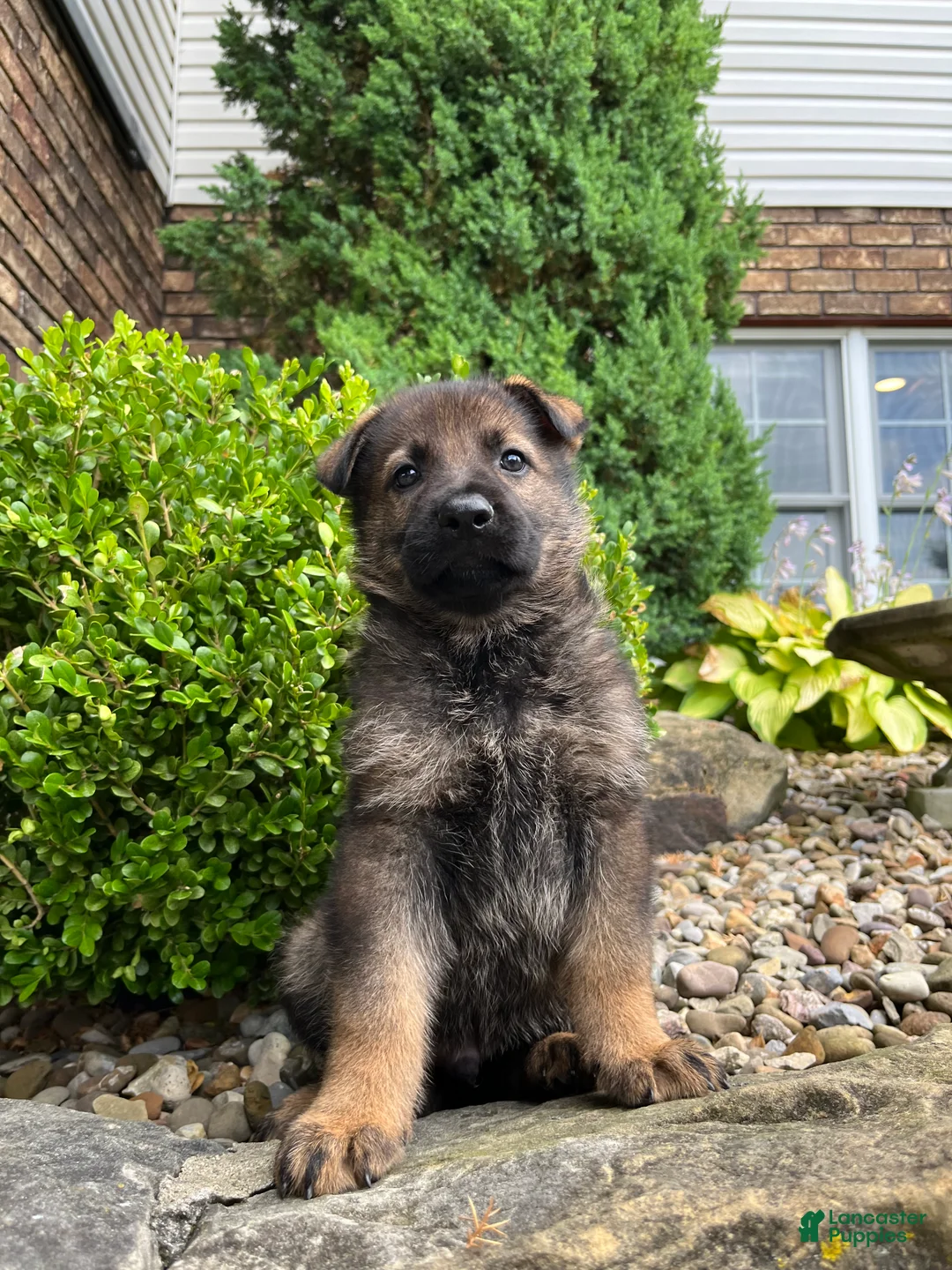 German Shepherd dogs for sale: Western - Ad 2