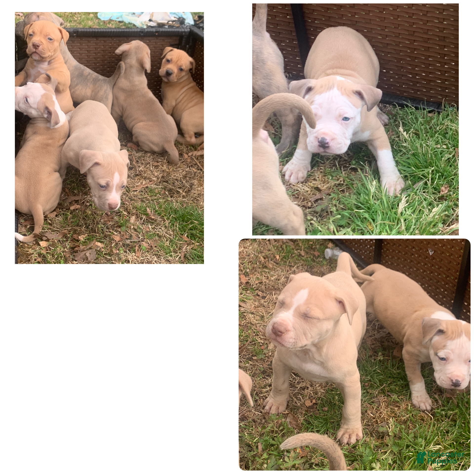 American Pit Bull Terrier dogs American Pit Bull Terrier Puppy 1 - Ad 35