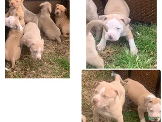 American Pit Bull Terrier dogs American Pit Bull Terrier Puppy 1 - Ad 6