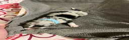 Mixed Breed dogs for sale: Light Blue - Ad 2